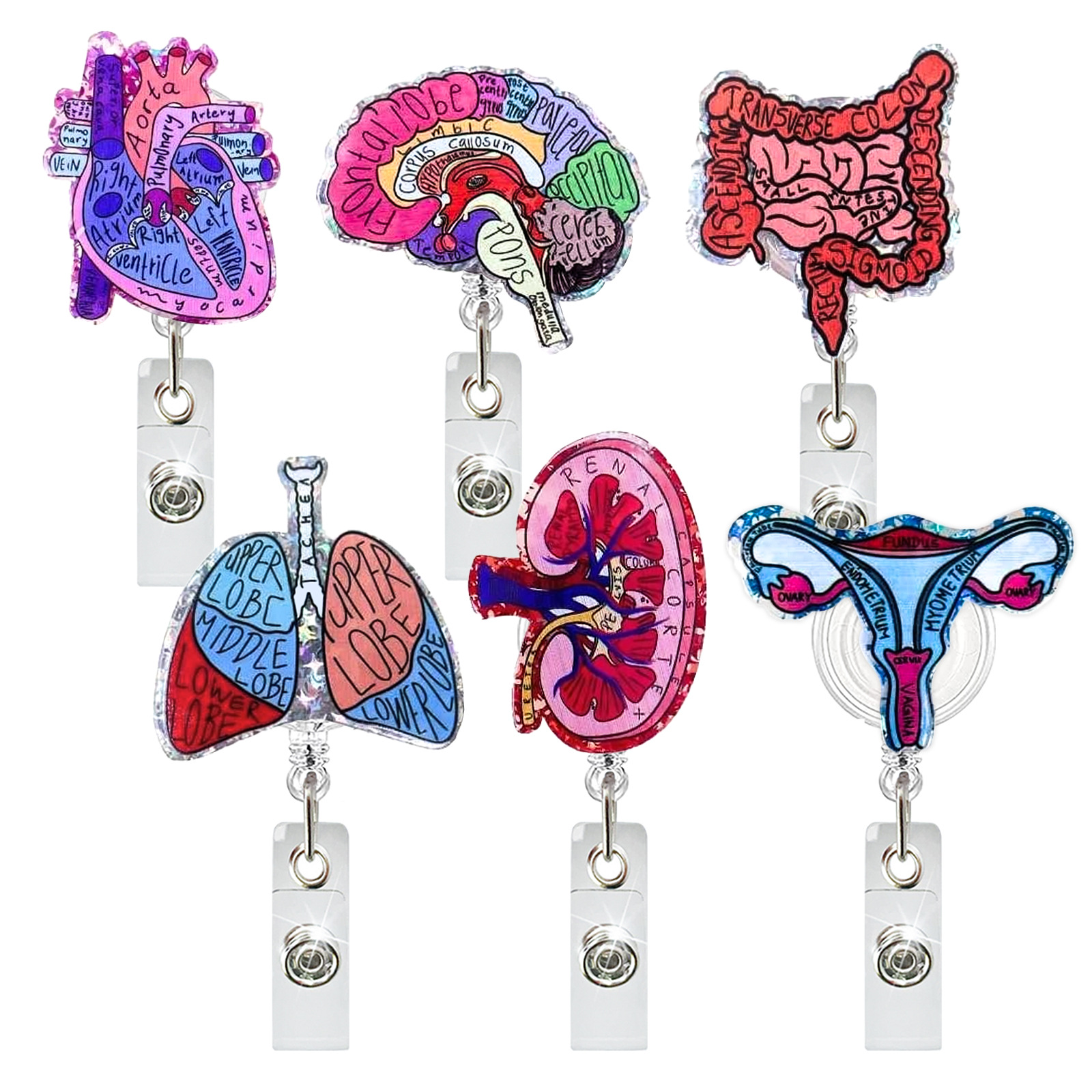 Acrylic Heart Lung Brain Kidne - Xray Tech Accessories บทวิจารณ์และราคา