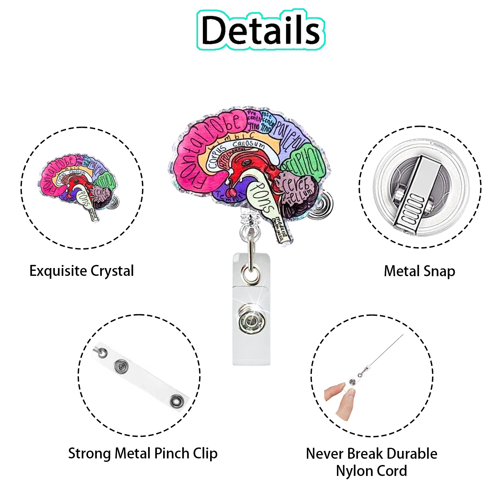 Acrylic Heart Lung Brain Kidne - Xray Tech Accessories บทวิจารณ์และราคา